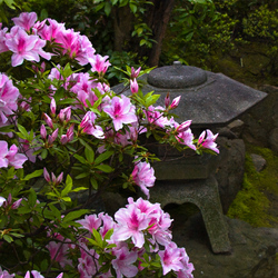 01-Kyoto_-_Fleurs