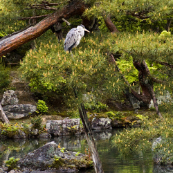 previous: Kyoto   Heron