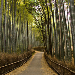 04-Kyoto_-_ArashiYama