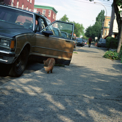 03-Montreal_-_Plateau_Mont_Royal