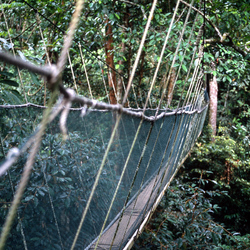 previous: Canopee