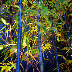 05-Bambou_bleu