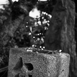 previous: Branche de prunier