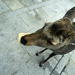 previous: Nara   Daim