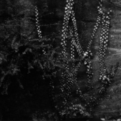 05-Mur