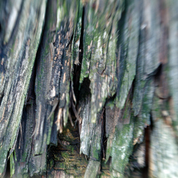 08-Wood