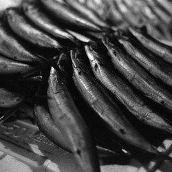 previous: Grilled Sardines