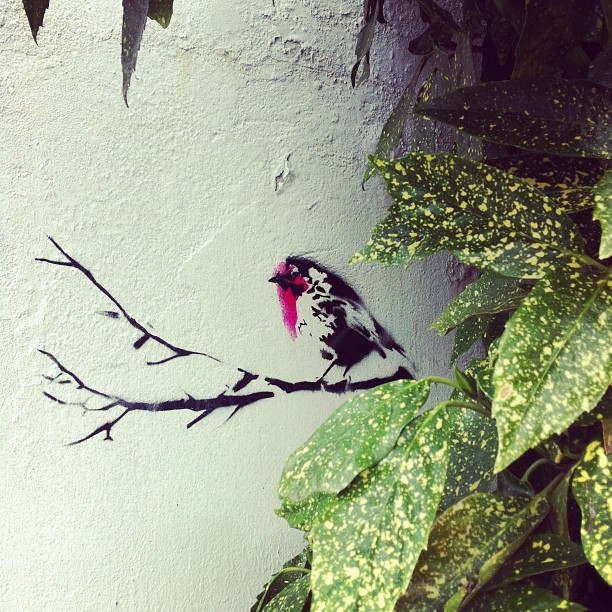 Chirp Chirp