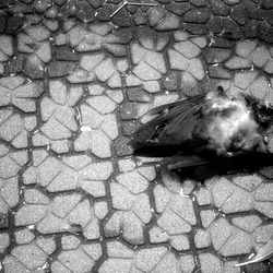 thumbnail: Yanaka, Tokyo, Jun 2006