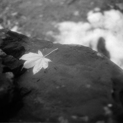 thumbnail: Tenryuji, Kyoto, Dec 2005