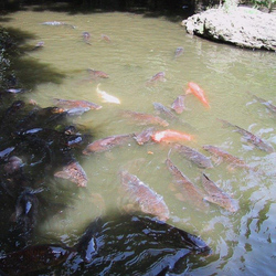 Photo: Carpes a Korakuen