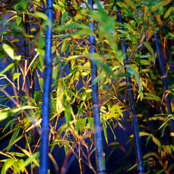 photo: Bambou bleu
